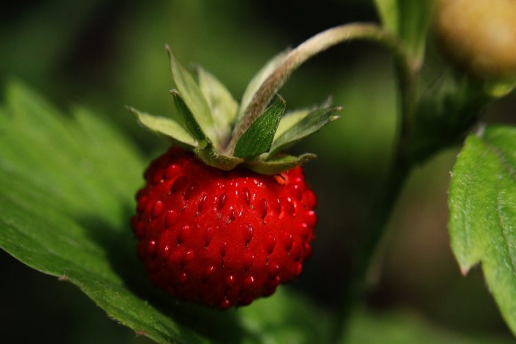 wild strawberry, strawberry, ripe-5332677.jpg